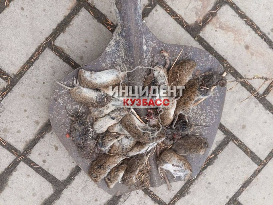 В Кузбассе нашествие мышей В Кузбассе нашествие мышей