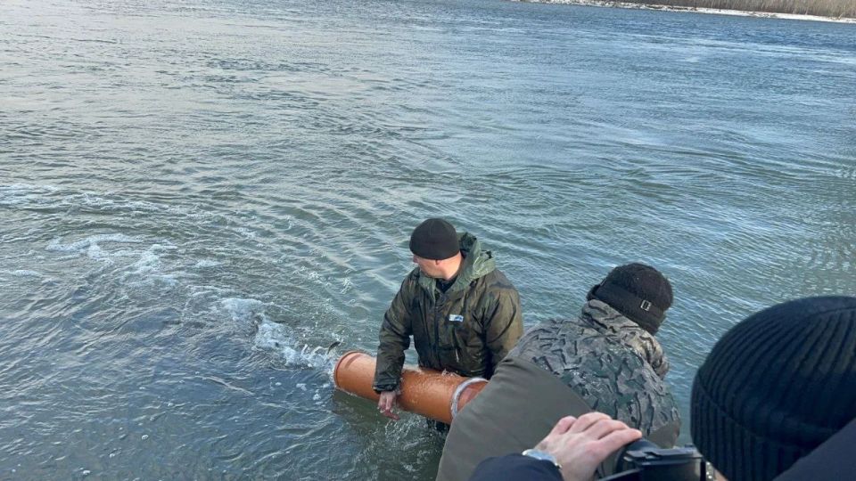 40 тысяч мальков сазана выпустили в реку Обь в рамках мероприятий по искусственному воспроизводству рыбы 40 тысяч мальков сазана выпустили в реку Обь в рамках мероприятий по искусственному воспроизводству рыбы