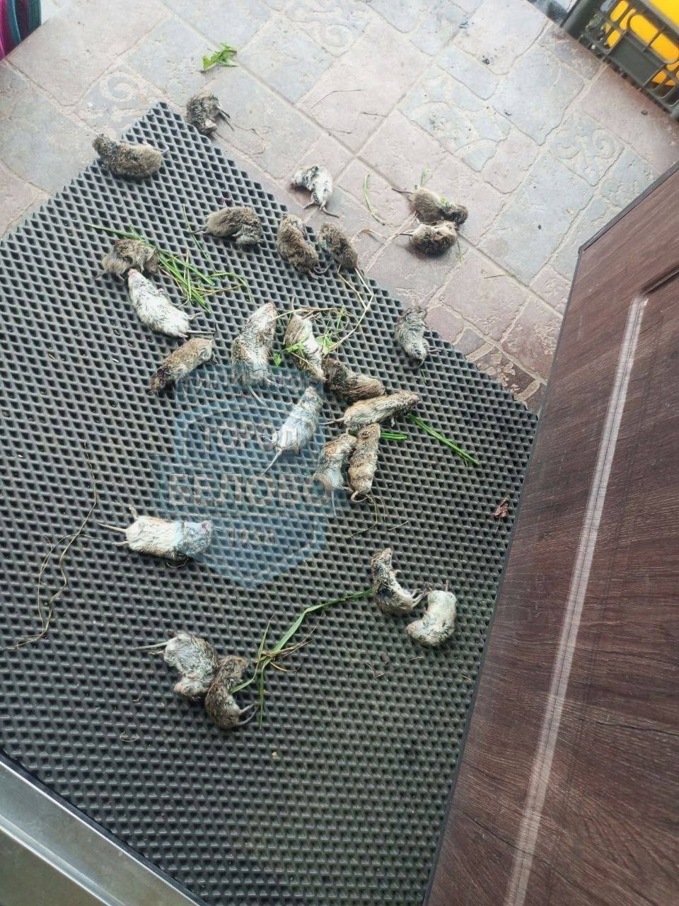 В Кузбассе нашествие мышей В Кузбассе нашествие мышей