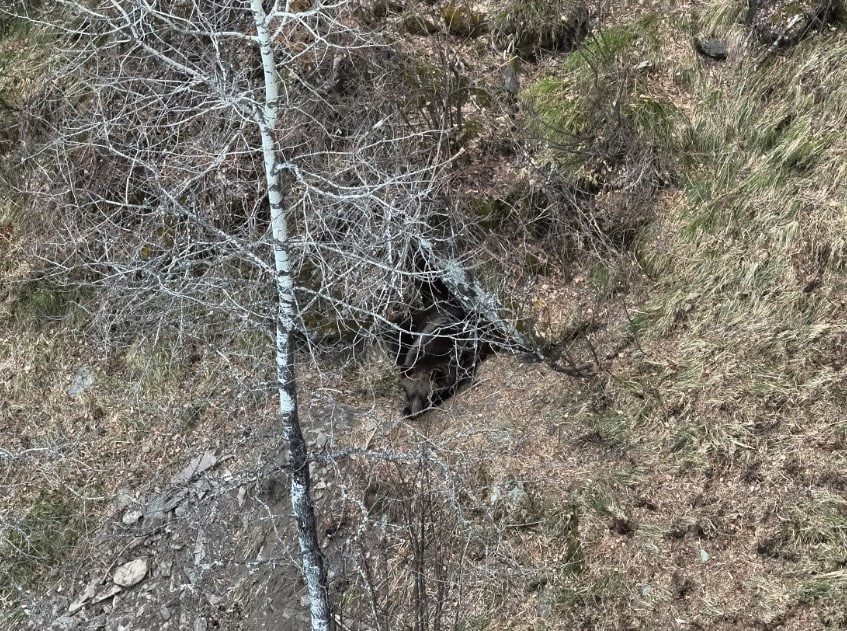Медведи на Алтае готовятся к зимней спячке Медведи на Алтае готовятся к зимней спячке