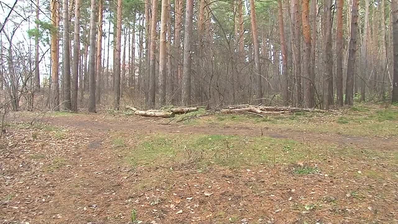 Любимый бийчанами бор ждёт масштабная вырубка