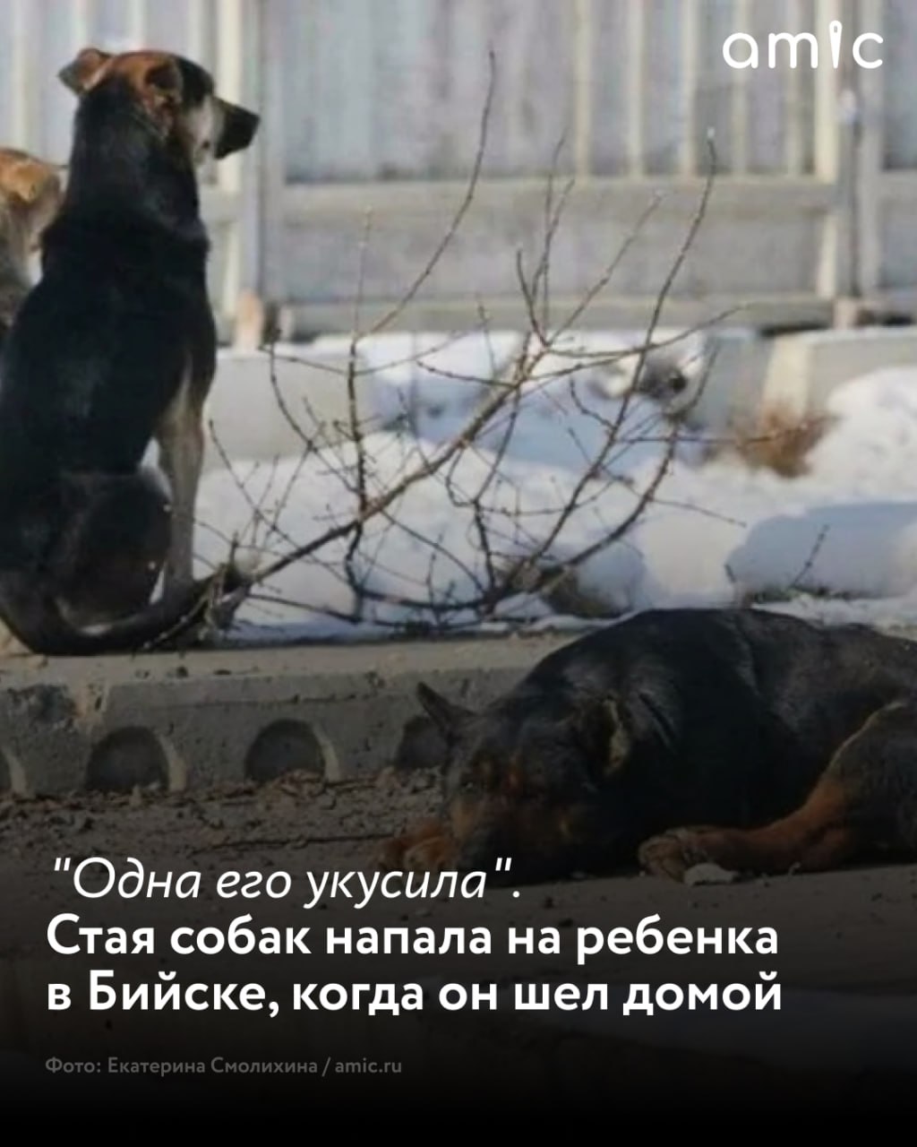 В Бийске стая бездомных собак напала на ребенка у Вечного огня