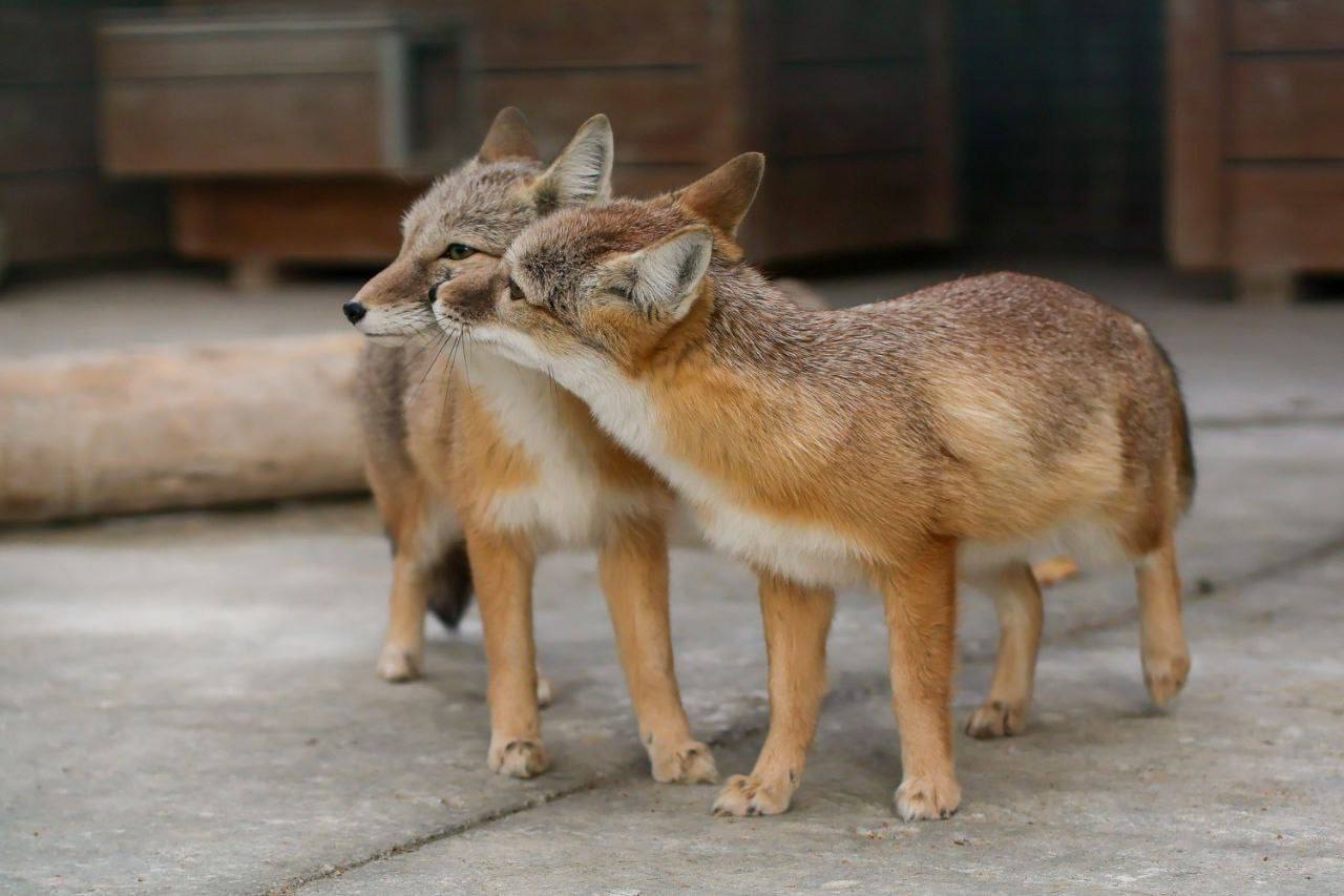 Это медвежата. Если вы видите степных лисиц — корсаков — значит вам пора отдохнуть Это медвежата. Если вы видите степных лисиц — корсаков — значит вам пора отдохнуть