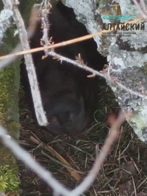 Медведи на Алтае готовятся к зимней спячке