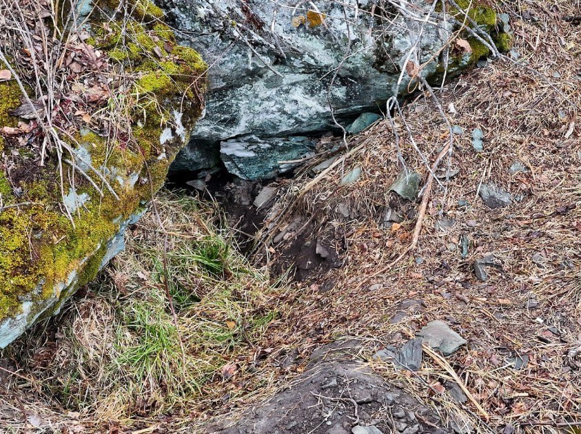 Медведи на Алтае готовятся к зимней спячке Медведи на Алтае готовятся к зимней спячке