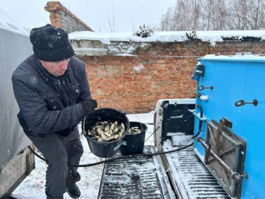 В Обь выпустили более 40 тысяч мальков сазана