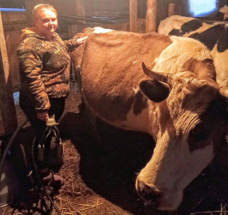 Многодетная семья из Шелаболихинского района купила двух коров на средства социального контракта