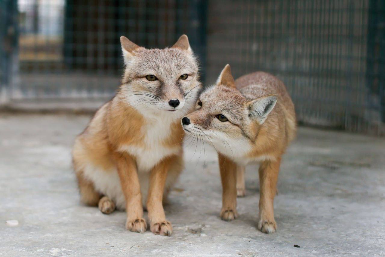 Это медвежата. Если вы видите степных лисиц — корсаков — значит вам пора отдохнуть Это медвежата. Если вы видите степных лисиц — корсаков — значит вам пора отдохнуть