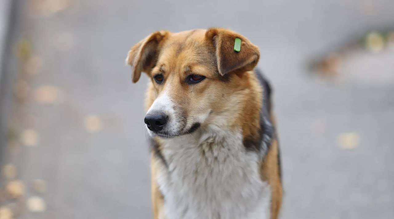 Жительница Калманского района получила штраф 100 тыс