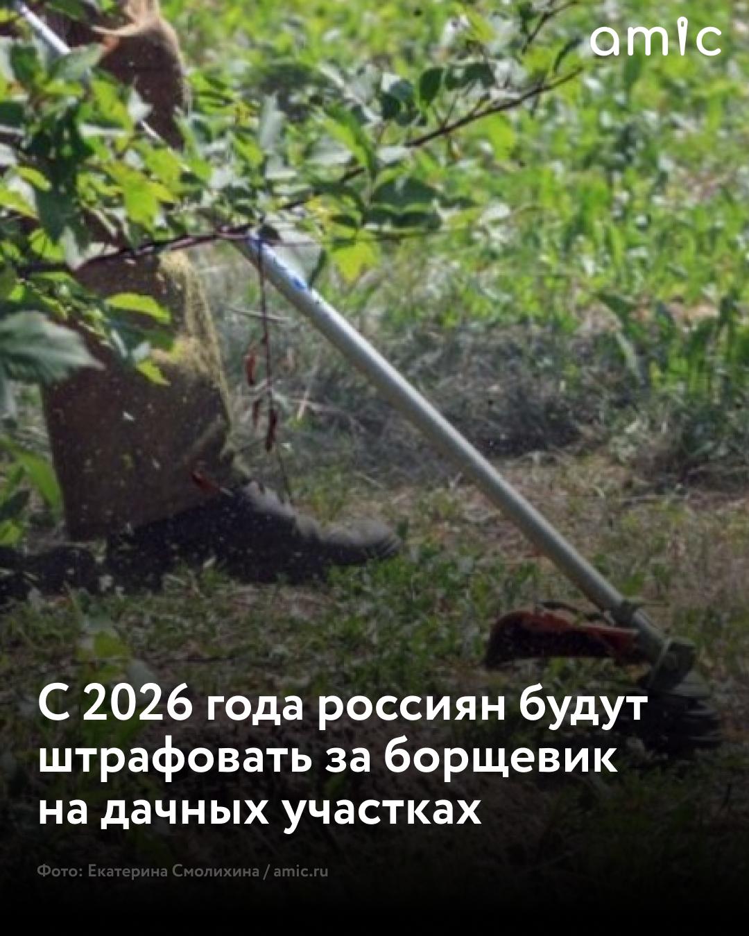 Штрафы до 700 000 : в России введут наказание за борщевик на дачных участках