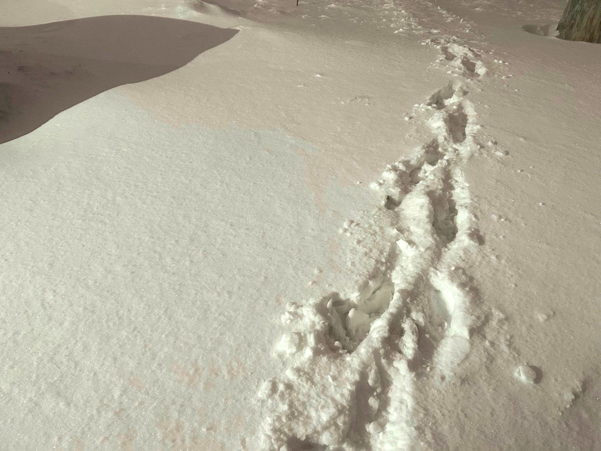 МЧС предупреждает об ухудшении погоды в Алтайском крае