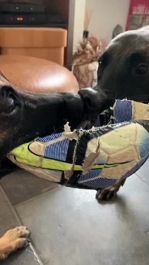 Собаки не могут поделить мячик