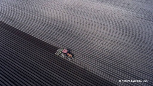 Урожай гречихи в Алтайском крае в 2025 году ожидается на уровне прошлого года — 500 тысяч тонн