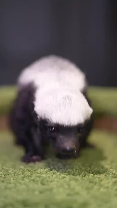 Брошенного детеныша медоеда выхаживают в Новосибирском зоопарке