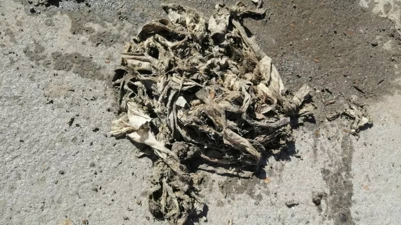 В Барнауле за три года на 30% выросло число канализационных засоров