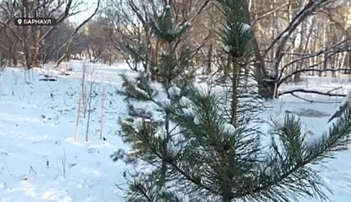 Вырубка деревьев в парке Ленина взбудоражила барнаульцев