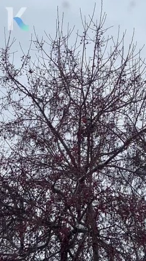 Снегири прилетели!. Пернатые вестники зимы были замечены на одной из яблонь в Центральном районе Барнаула