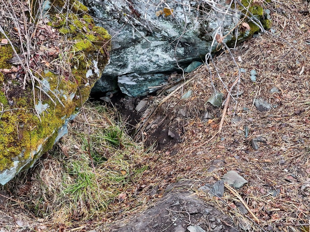Засыпающий взгляд медведя и другие тайны спячки Засыпающий взгляд медведя и другие тайны спячки