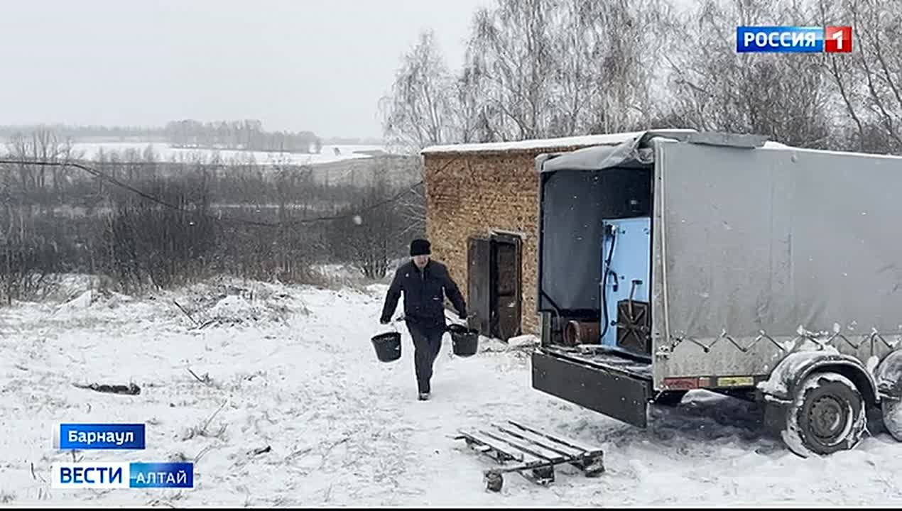 В Алтайском крае выпустили в Обь 40 тысяч мальков сазана