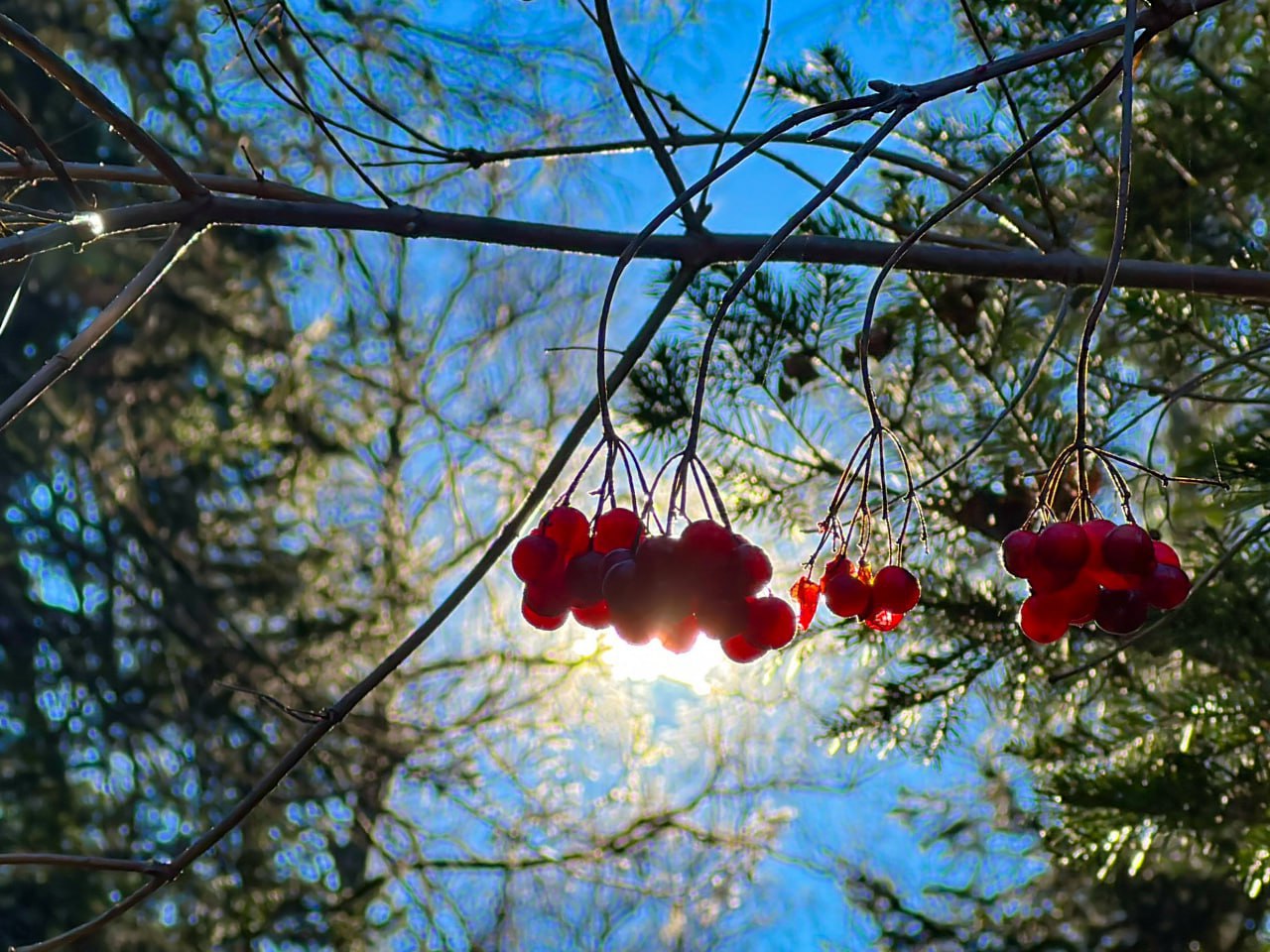 В Алтайском заповеднике показали природу, замершую в ожидании зимы В Алтайском заповеднике показали природу, замершую в ожидании зимы