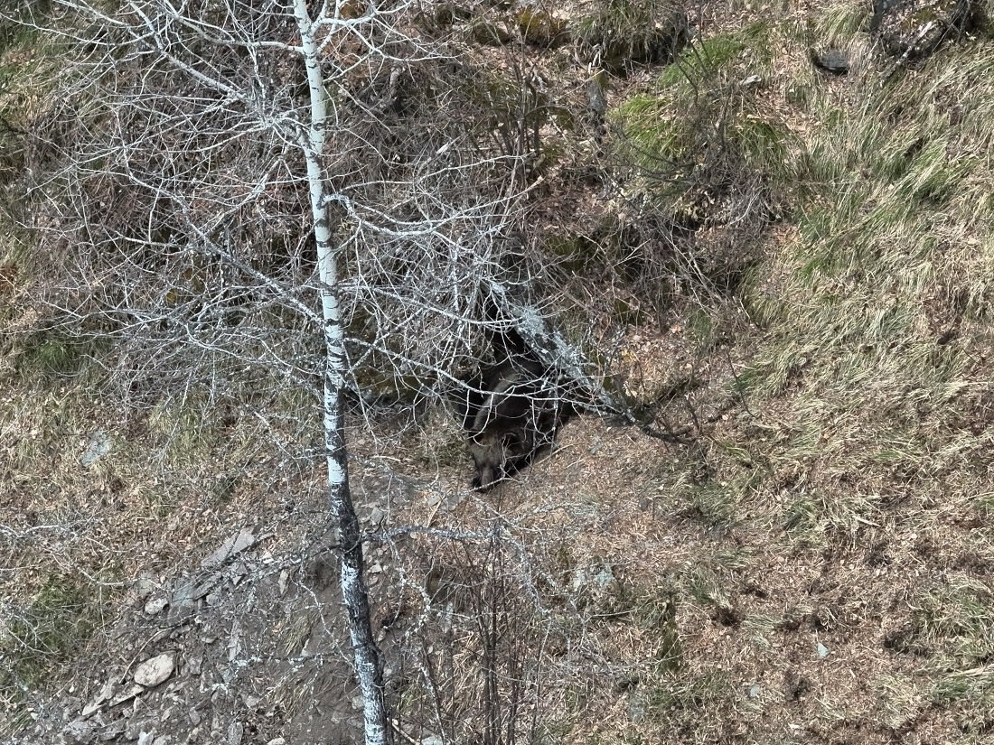 Засыпающий взгляд медведя и другие тайны спячки Засыпающий взгляд медведя и другие тайны спячки