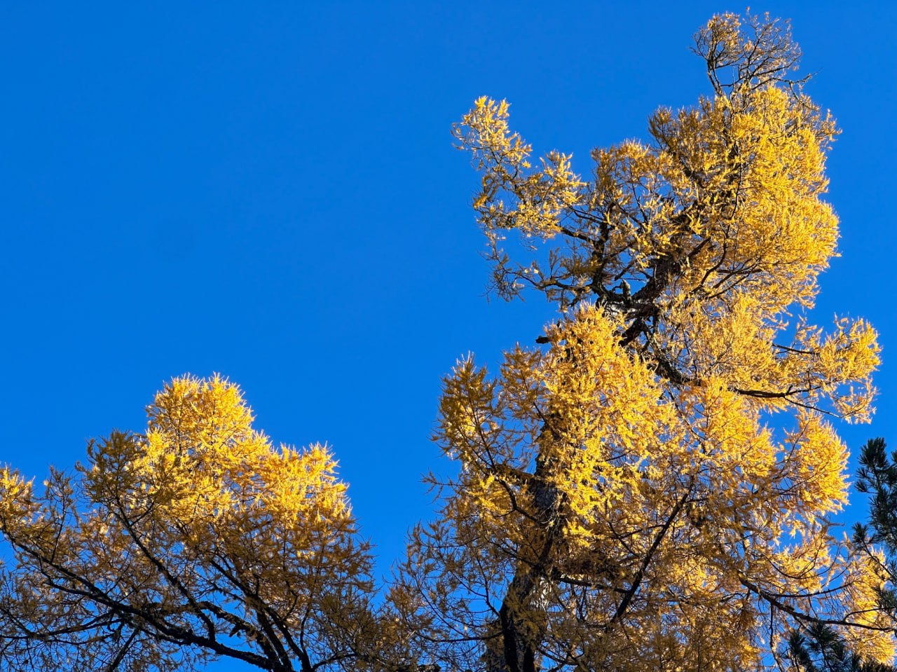 В Алтайском заповеднике показали природу, замершую в ожидании зимы В Алтайском заповеднике показали природу, замершую в ожидании зимы