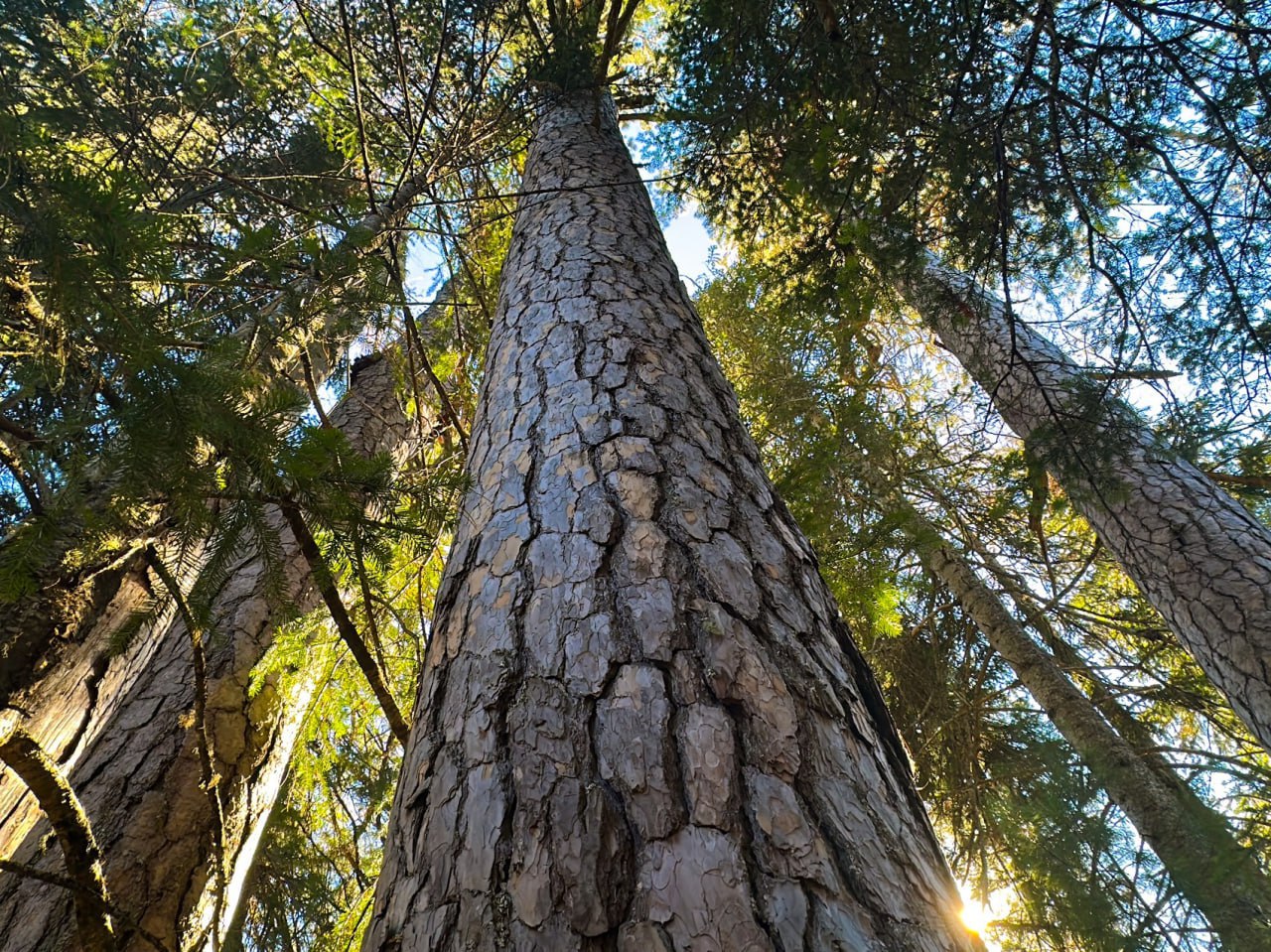 В Алтайском заповеднике показали природу, замершую в ожидании зимы В Алтайском заповеднике показали природу, замершую в ожидании зимы