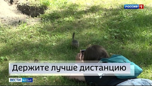 В Барнауле кусаются не только собаки, но и белки