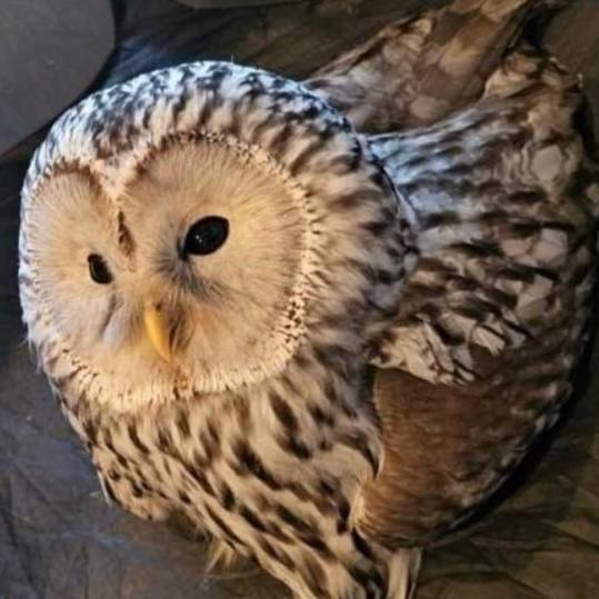 Редкую сову спасли в новосибирском Академгородке после нападения сорок
