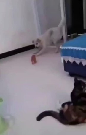 Мама-кошка подумала, что собака обидела котёнка, и разозлилась, но, разобравшись в ситуации, извинилась