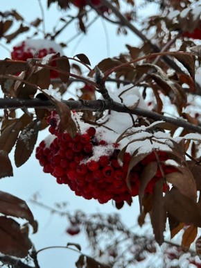 Воскресенье в Алтайском крае ожидается теплым и снежным — хорошего всем дня!
