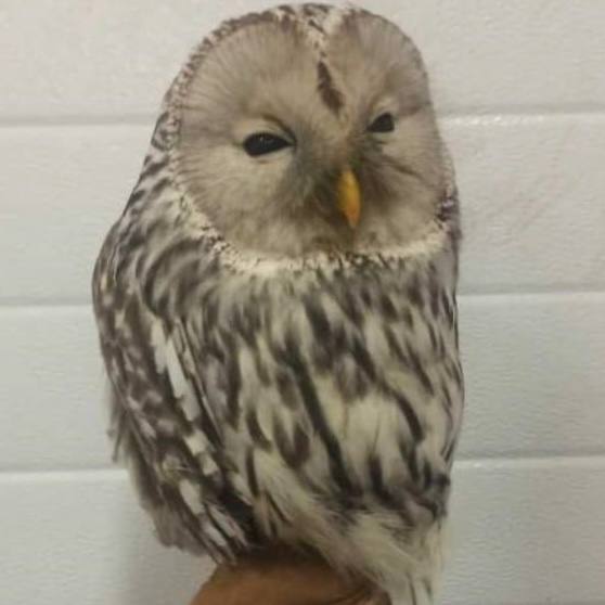 Редкую сову спасли в новосибирском Академгородке после нападения сорок Редкую сову спасли в новосибирском Академгородке после нападения сорок