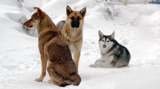 В СК возбудили уголовное дело по факту нападения стаи собак на ребёнка в Бийске