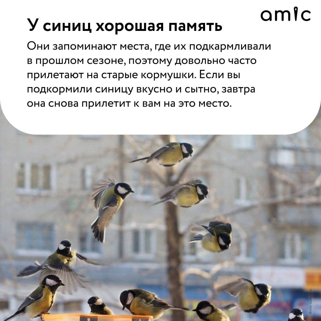 Сегодня отмечается Синичкин день Сегодня отмечается Синичкин день