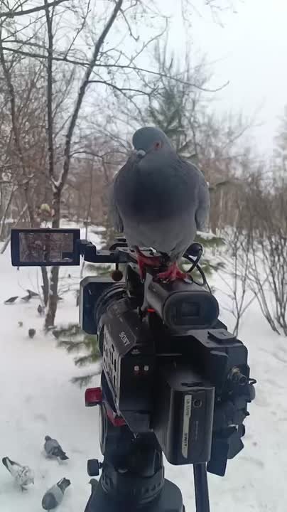 Должны признаться: без помощи пернатого оператора эта съемка бы не состоялась