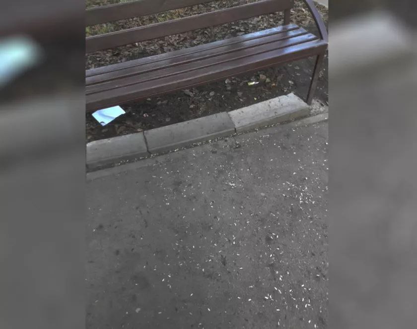 Бийские пенсионеры обвиняют школьников в травле Бийские пенсионеры обвиняют школьников в травле