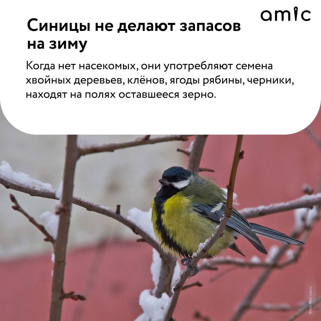 Сегодня отмечается Синичкин день Сегодня отмечается Синичкин день