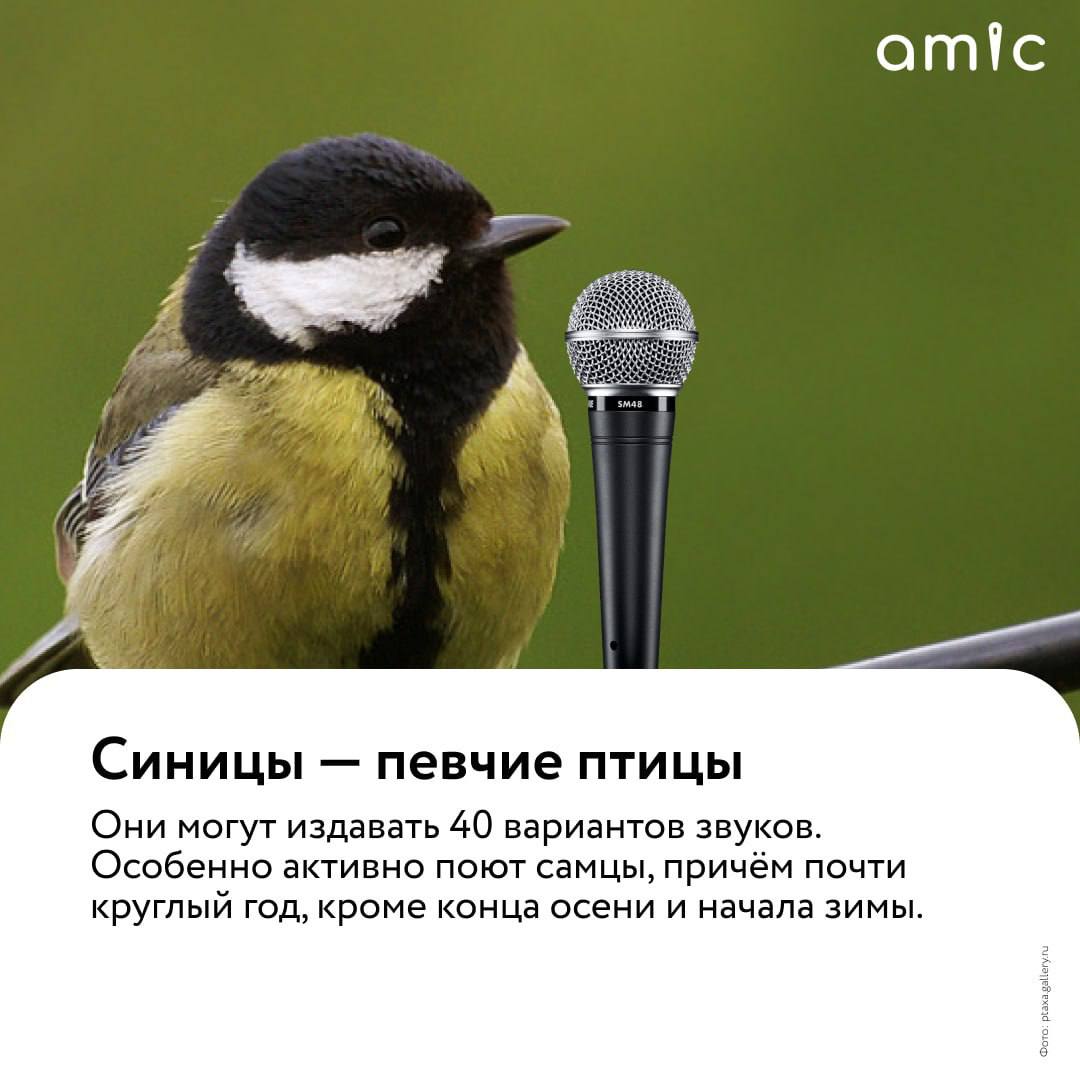 Сегодня отмечается Синичкин день