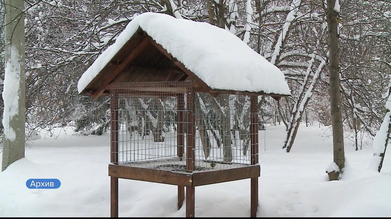 Сегодня – Синичкин день.. Это хорошее время, чтобы сделать кормушку и подкормку для зимующих птиц