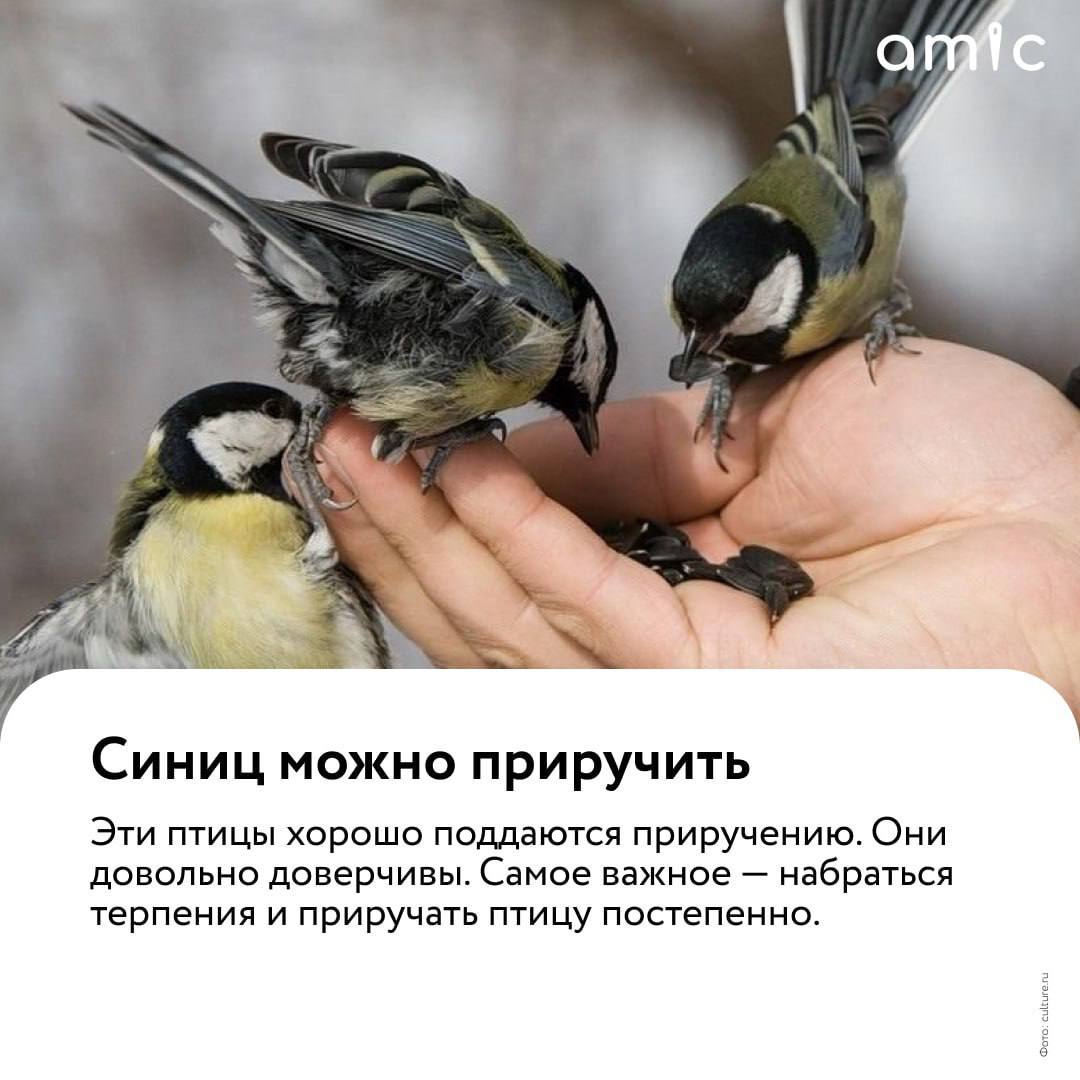 Сегодня отмечается Синичкин день Сегодня отмечается Синичкин день