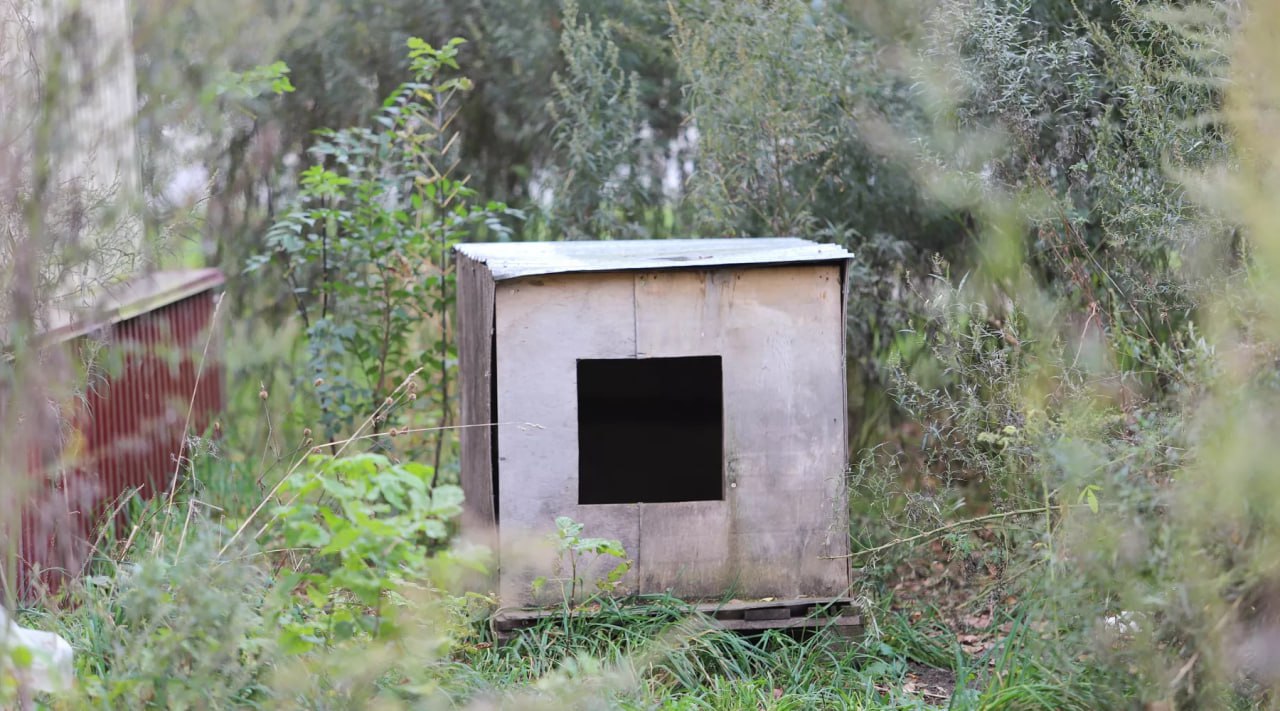 Бийские зоозащитник спасают бездомную собаку от холода