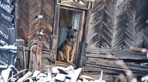 Жителей Зелёнки держит в страхе стая из 30 собак