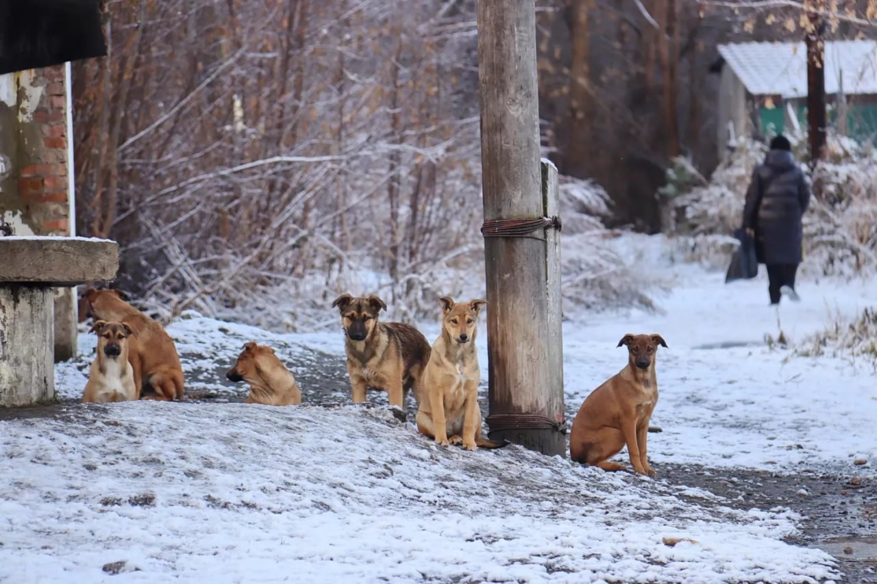 Бийчан терроризирует стая из 30 собак