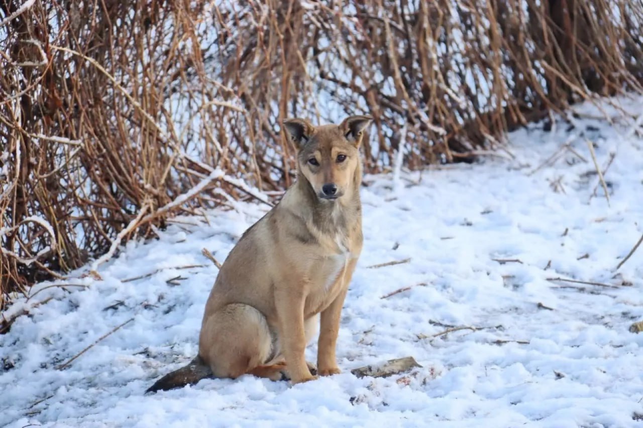 Бийчан терроризирует стая из 30 собак Бийчан терроризирует стая из 30 собак