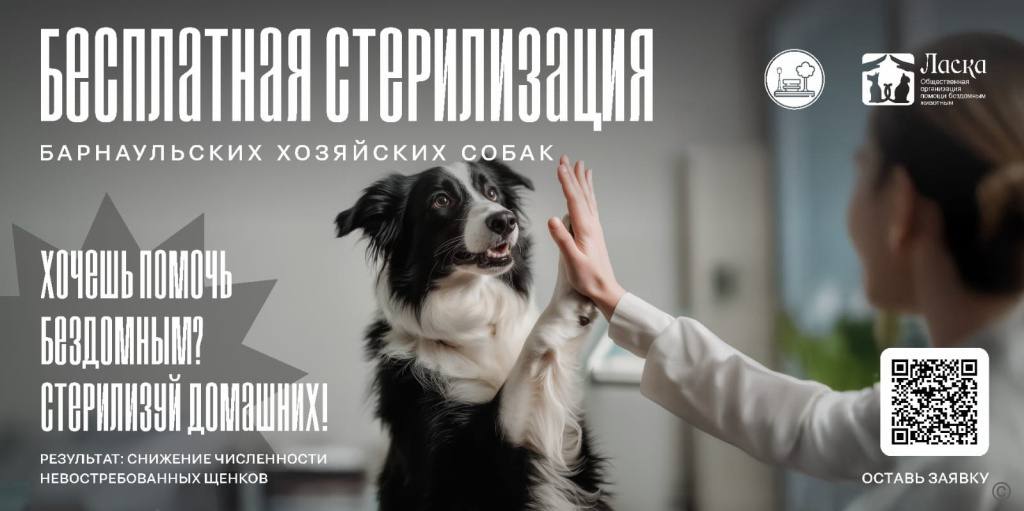 В Барнауле продолжается бесплатная стерилизация домашних собак