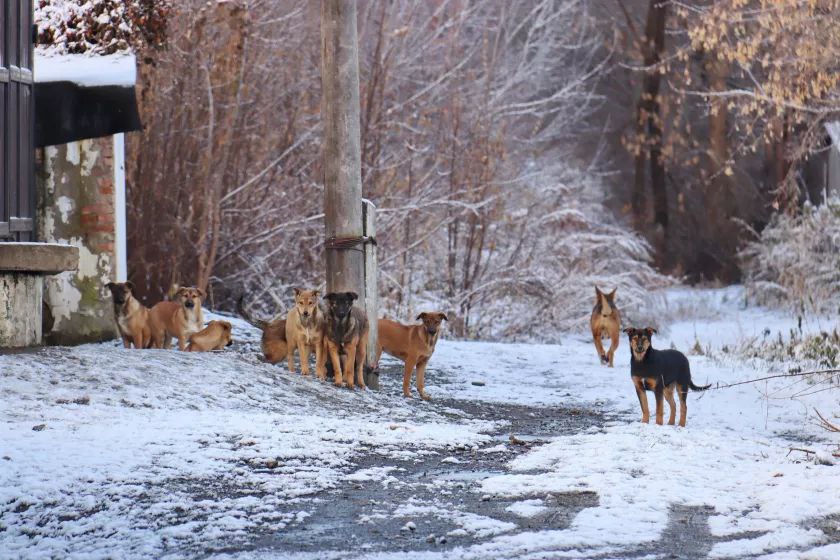Жителей Зелёнки держит в страхе стая из 30 собак Жителей Зелёнки держит в страхе стая из 30 собак