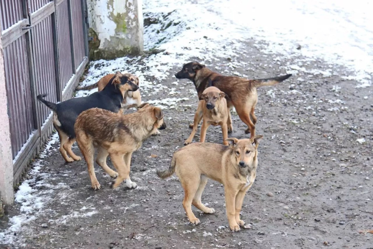 Бийчан терроризирует стая из 30 собак Бийчан терроризирует стая из 30 собак