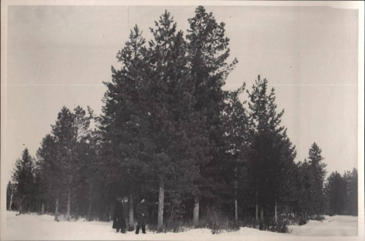 Кедроград просуществовал на Алтае не один год Кедроград просуществовал на Алтае не один год