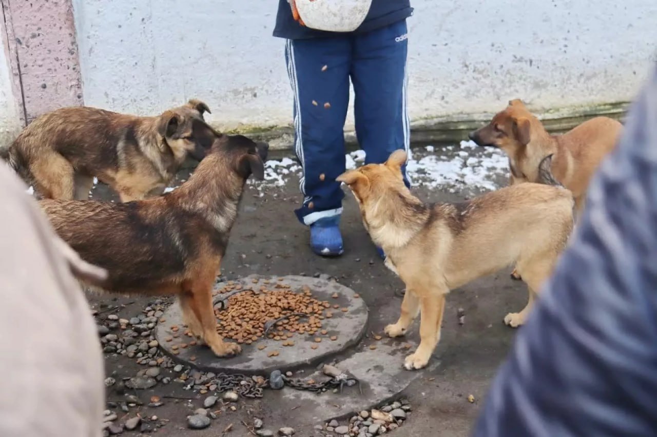 Бийчан терроризирует стая из 30 собак Бийчан терроризирует стая из 30 собак