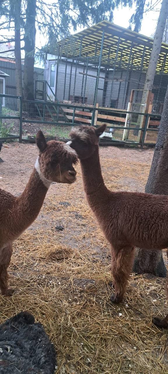 Альпаки на поезде приедут в барнаульский зоопарк Альпаки на поезде приедут в барнаульский зоопарк